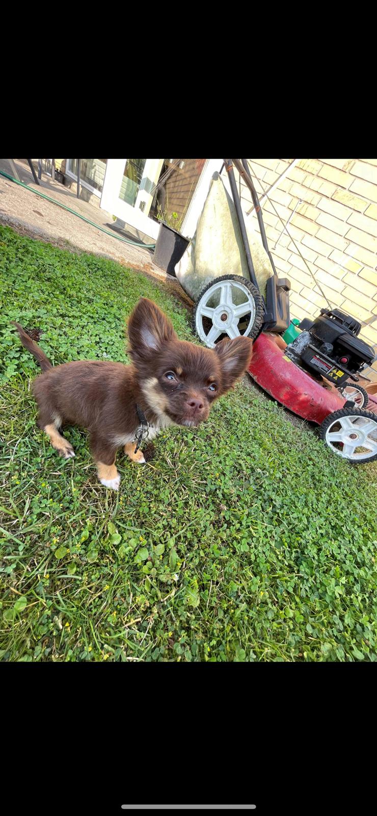 Chihuahua Bingo billede 9