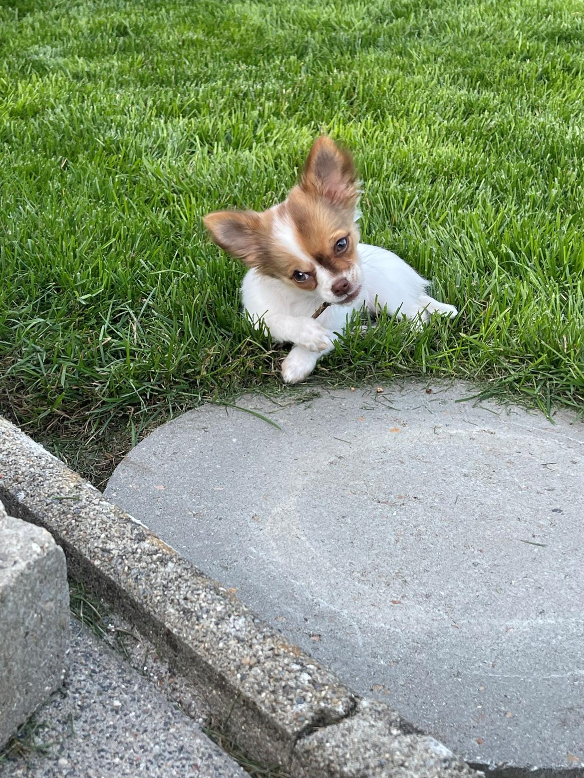 Chihuahua Cody - Han elsker at finde en masse grene🪵💚 billede 25