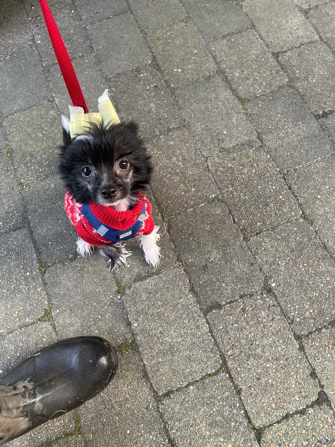 Chinese crested hårløs DJ billede 40