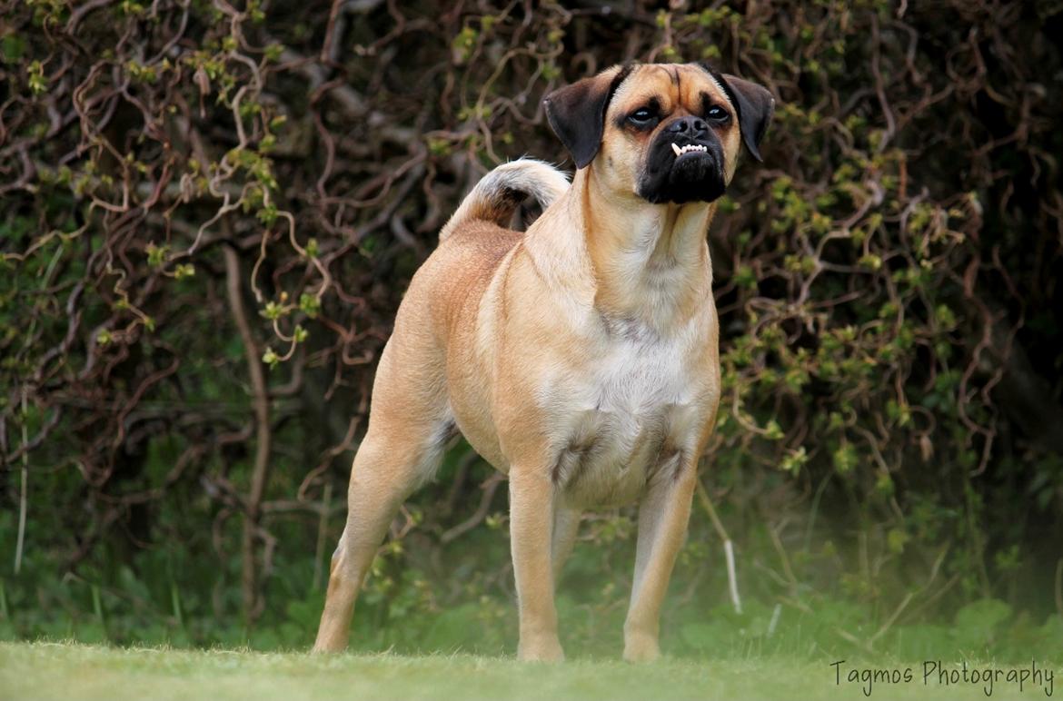 Blanding af racer Kayn billede 8