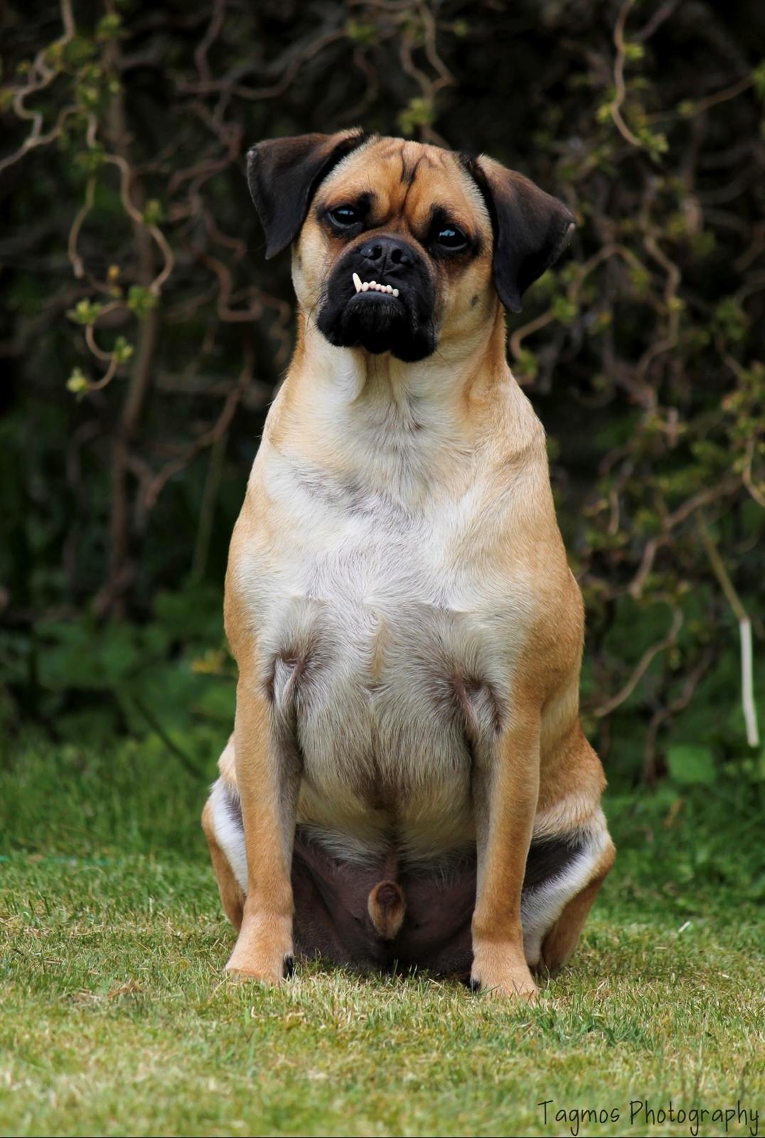 Blanding af racer Kayn billede 30