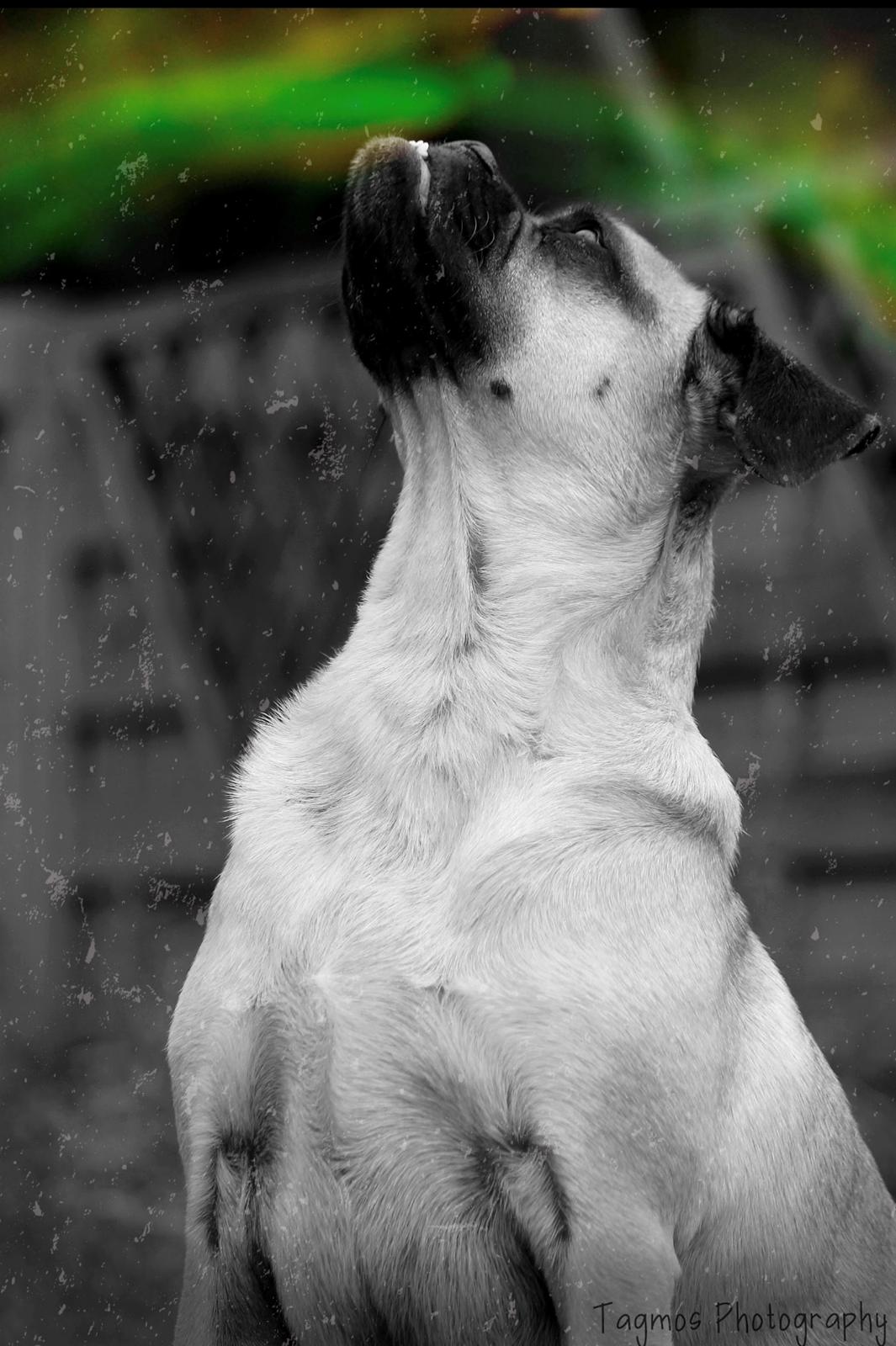 Blanding af racer Kayn billede 2