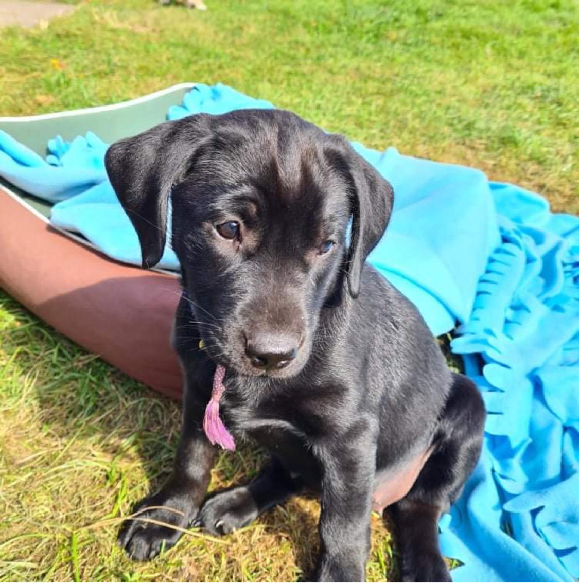 Blanding af racer Sallie billede 2