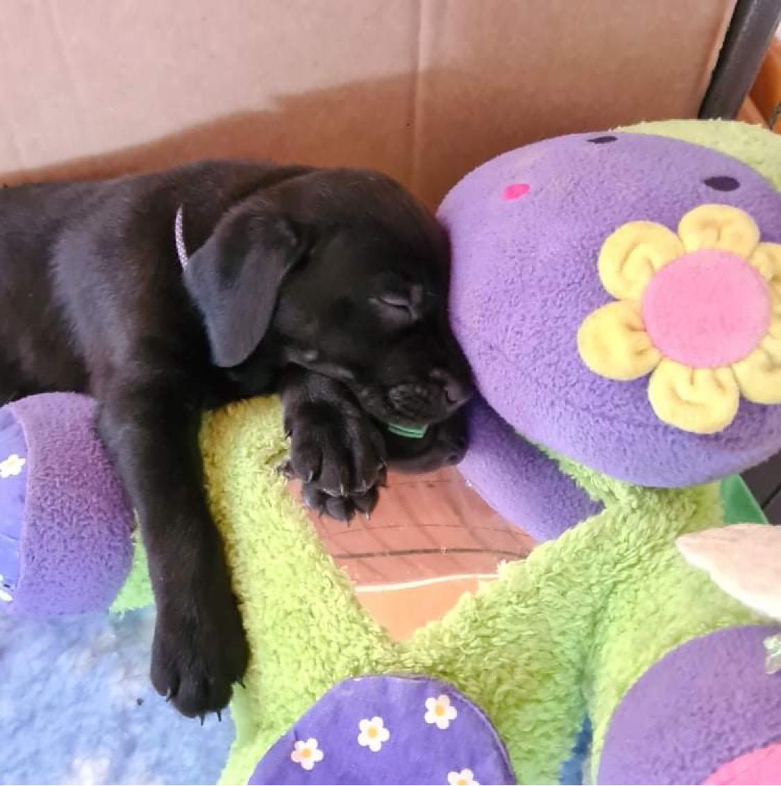 Blanding af racer Sallie billede 7