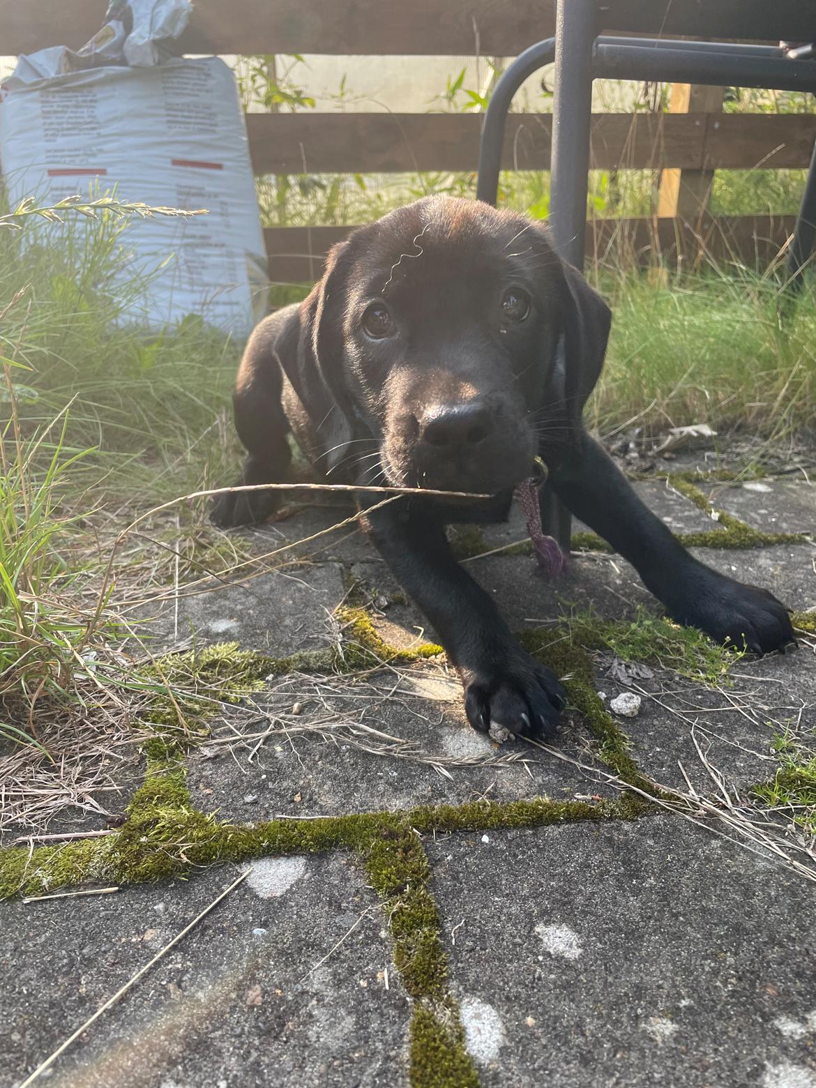 Blanding af racer Sallie billede 5