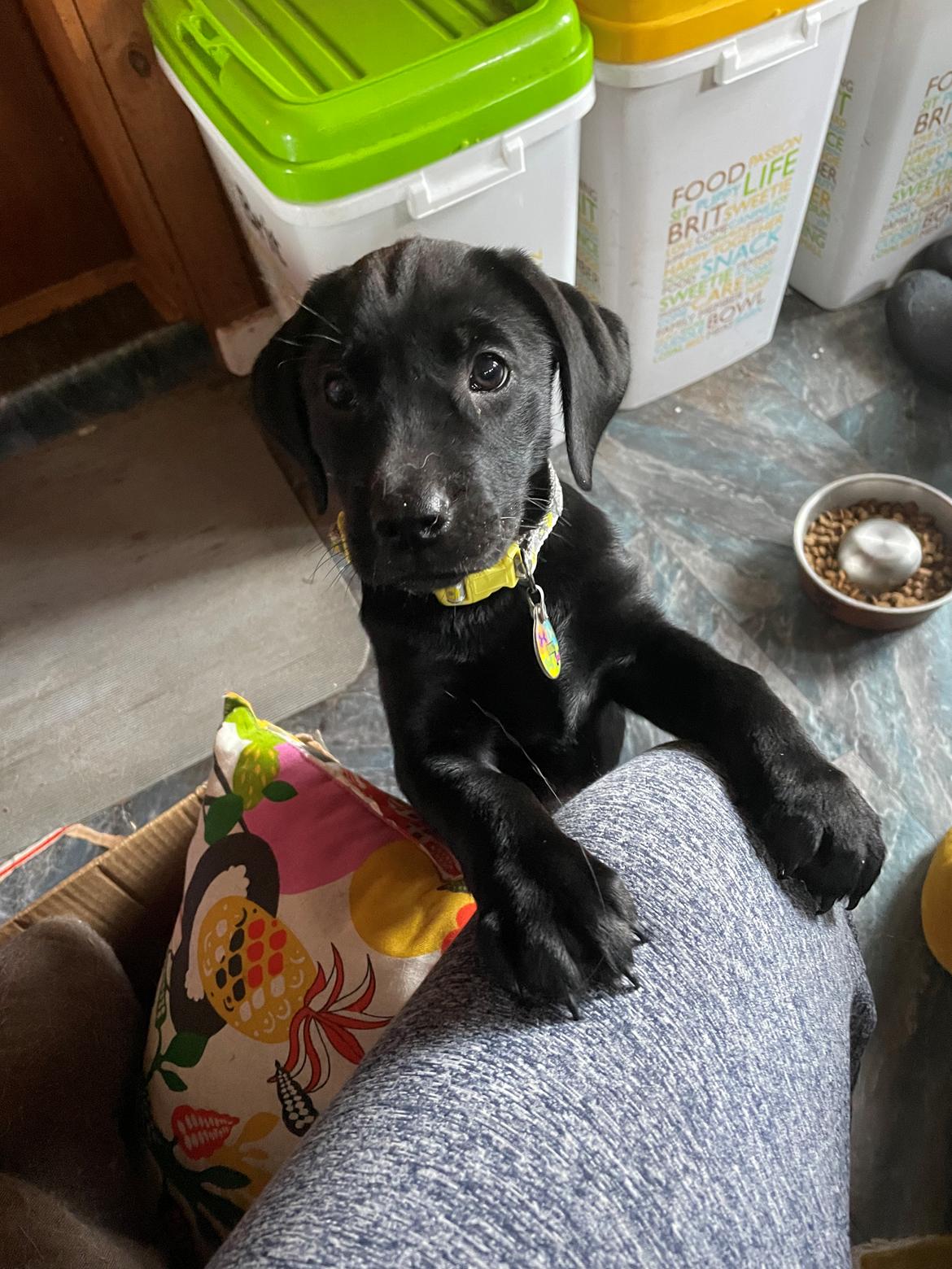 Blanding af racer Sallie billede 8