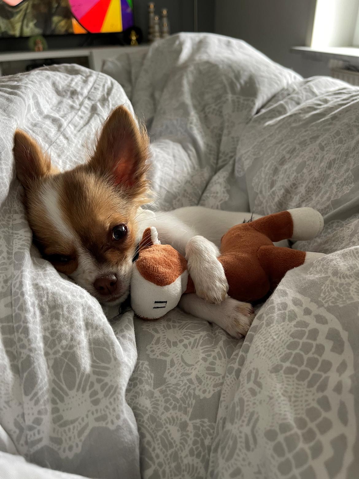 Chihuahua Cody - Jeg vil gerne putte med min bamse💚 billede 30