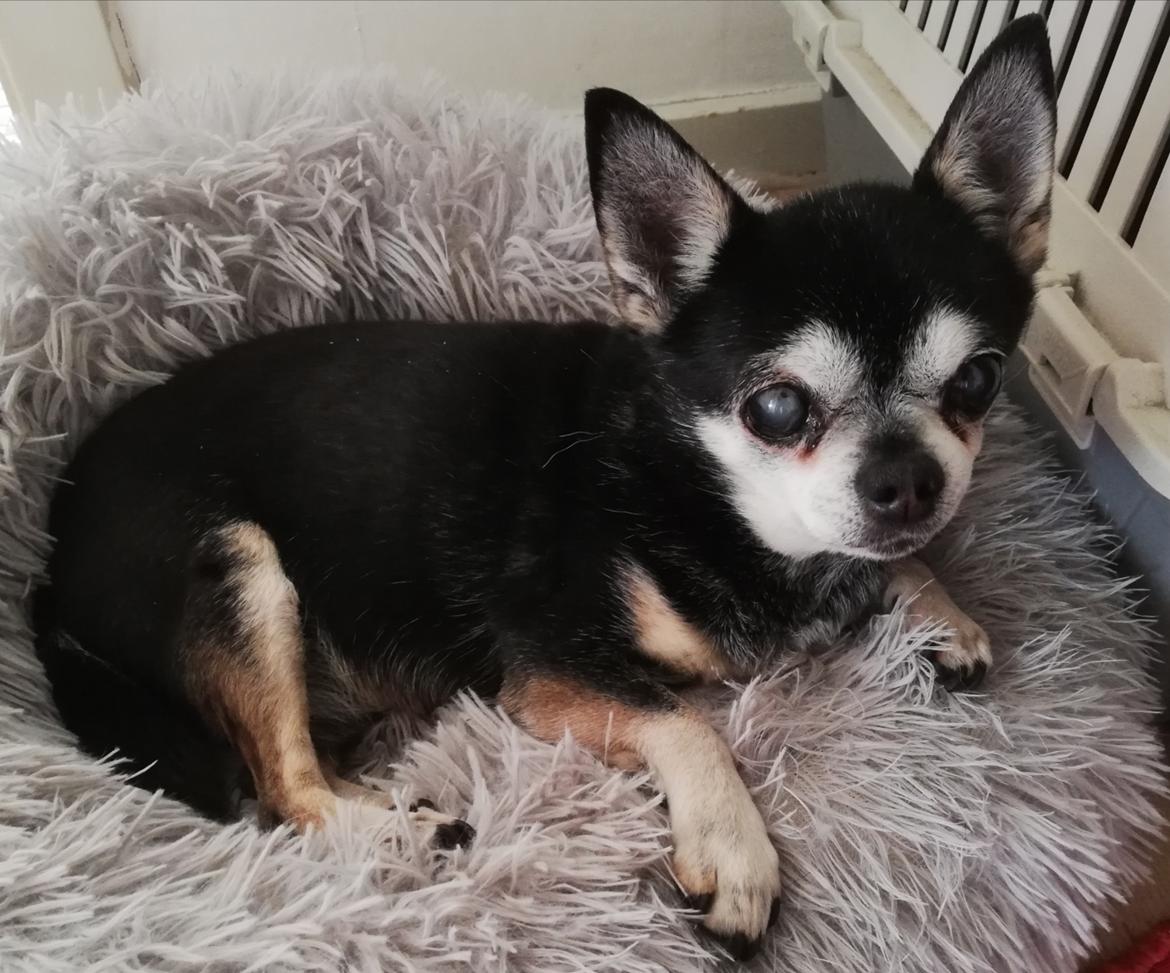 Chihuahua                   Zubin   - 16 år gammel 😍 billede 13