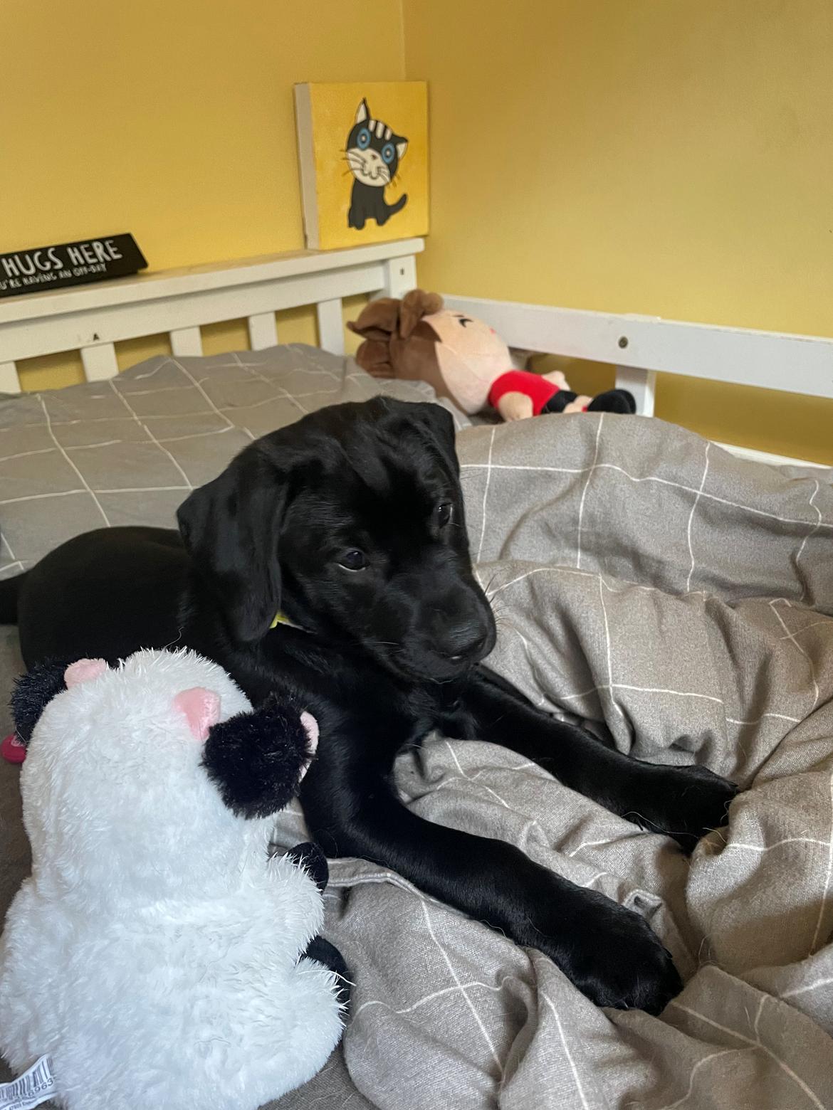 Blanding af racer Sallie billede 14