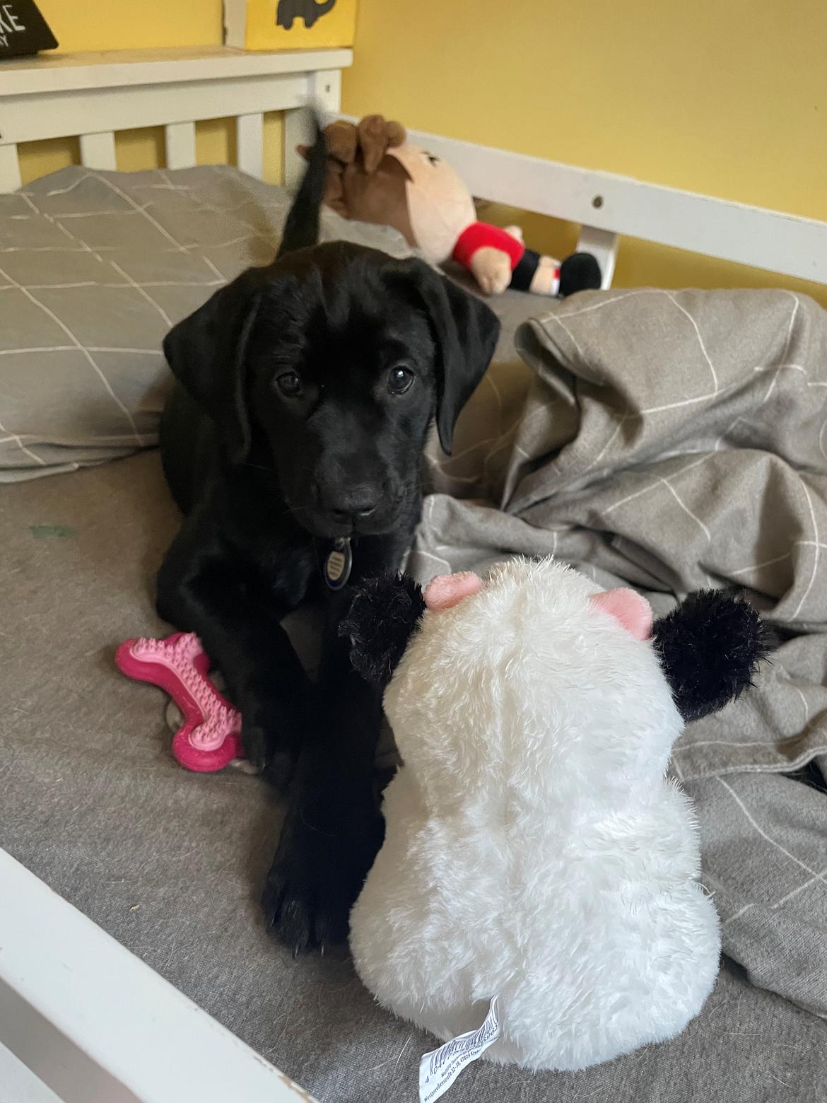 Blanding af racer Sallie billede 15