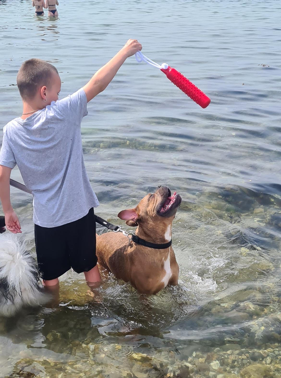 Blanding af racer Hector  billede 8