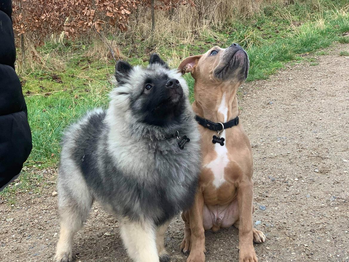 Blanding af racer Hector  billede 10