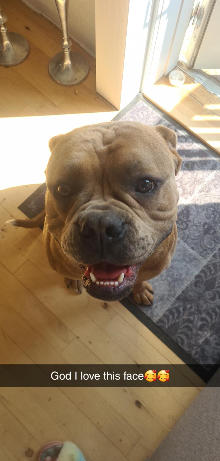 Blanding af racer Hector  billede 11