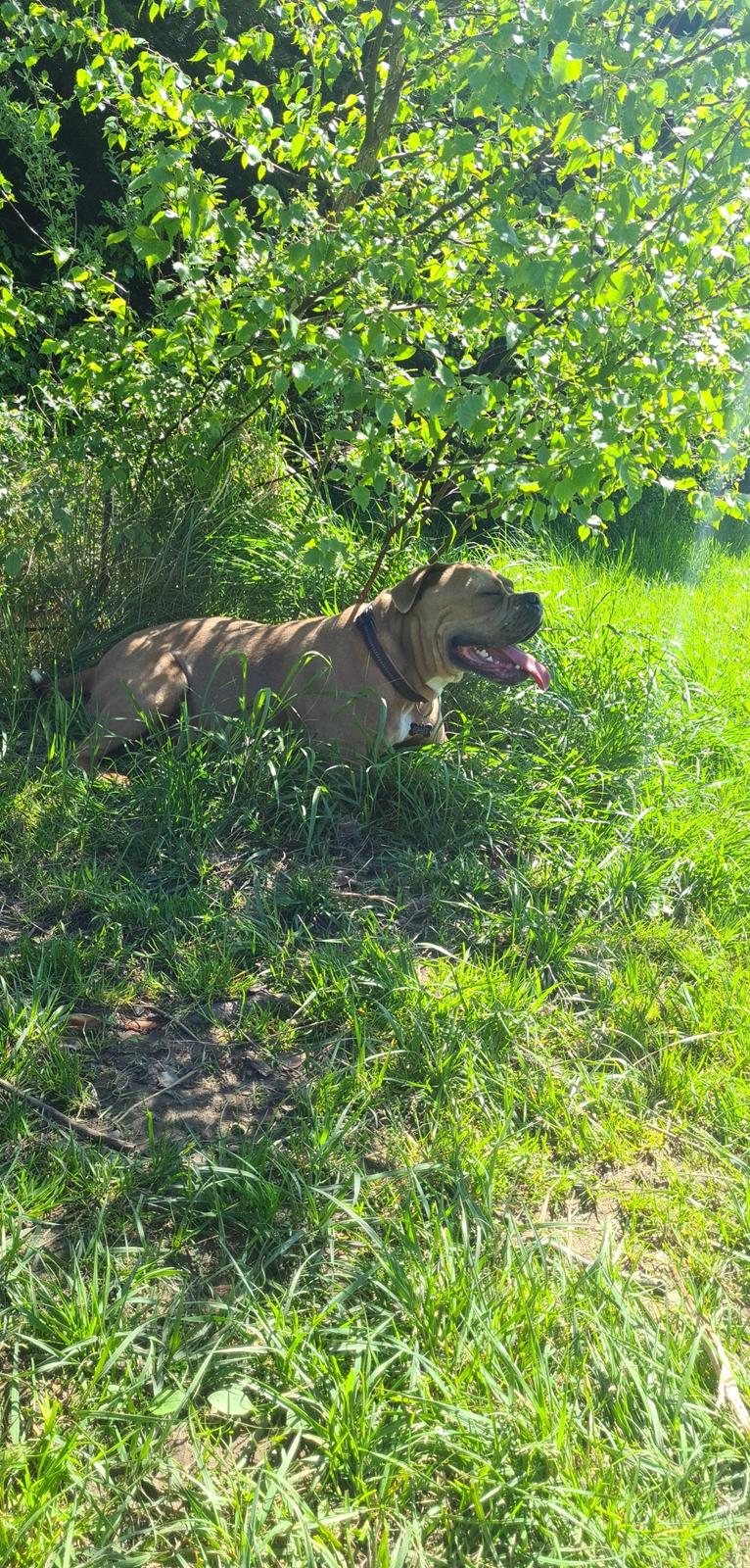 Blanding af racer Hector  billede 12