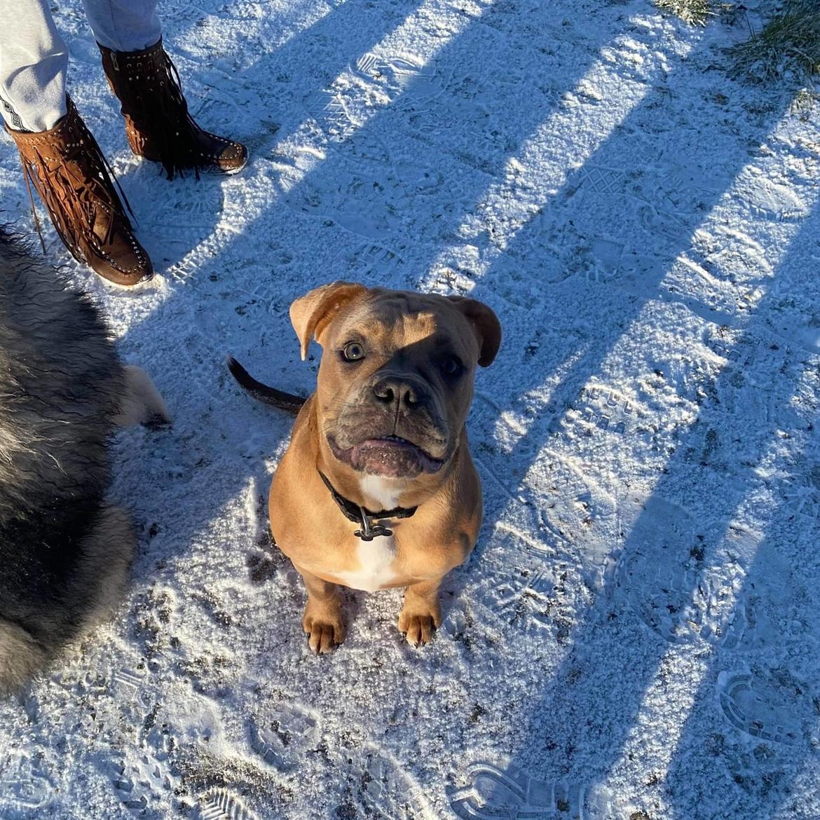 Blanding af racer Hector  billede 9