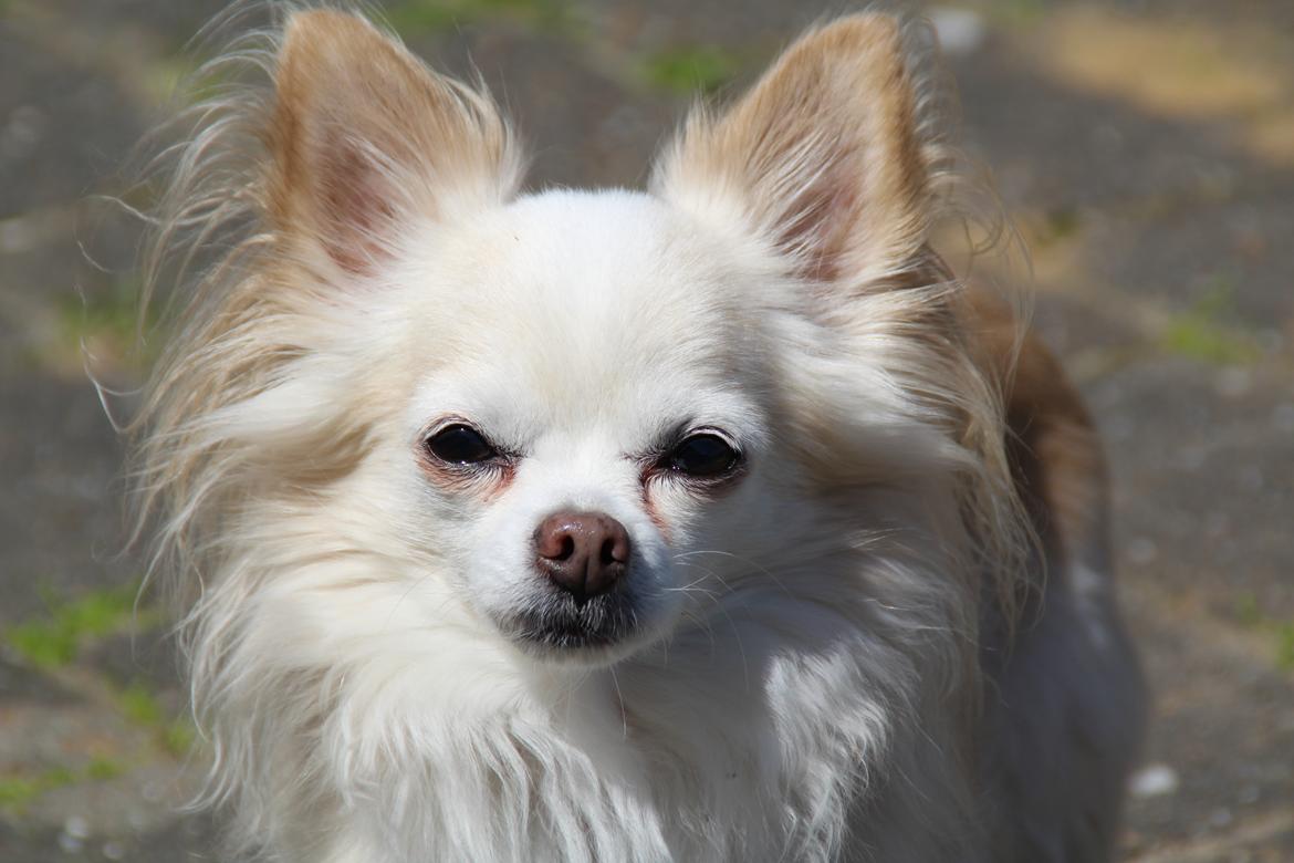 Chihuahua Kaiser billede 21