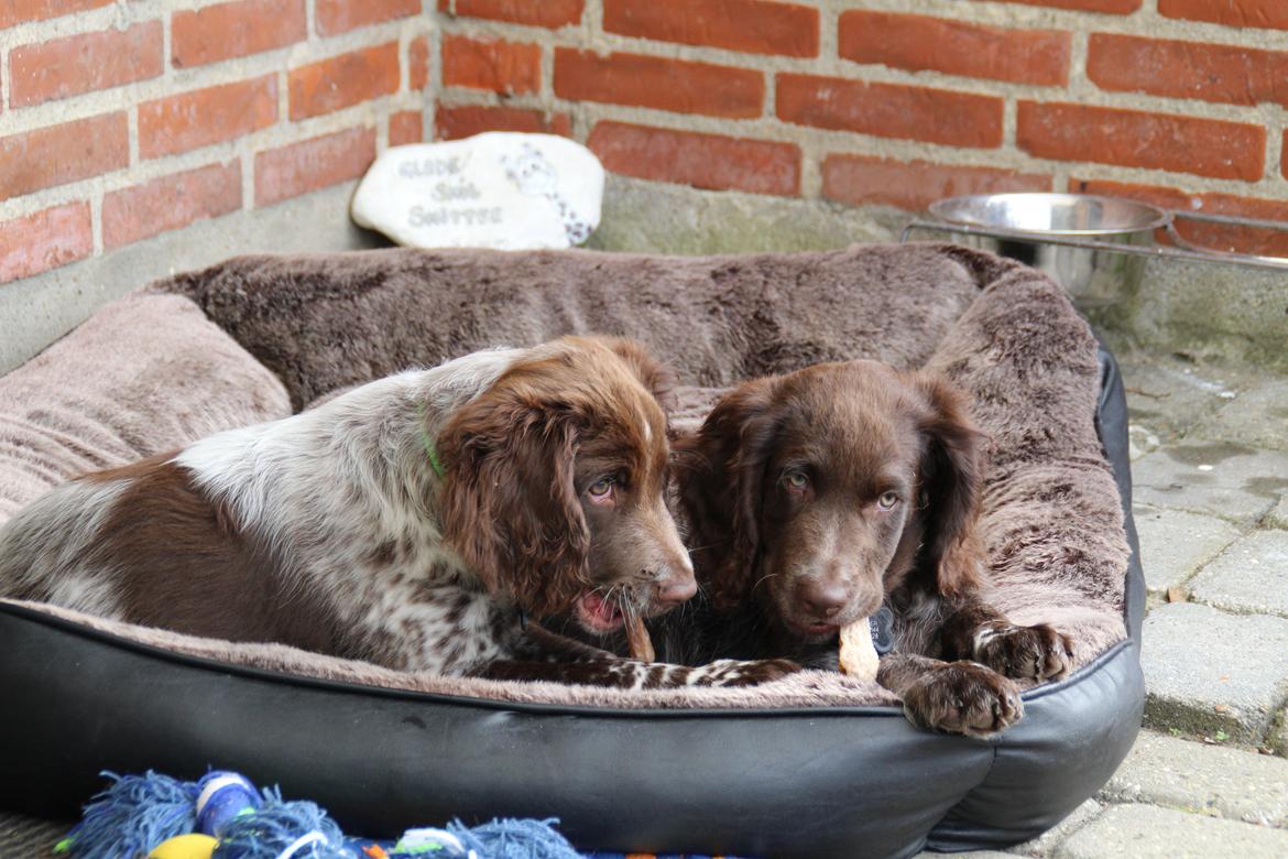 Kleiner münsterländer Balder billede 8