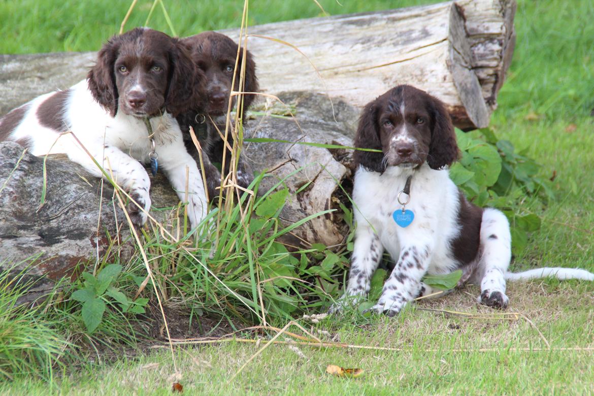 Kleiner münsterländer Balder billede 12