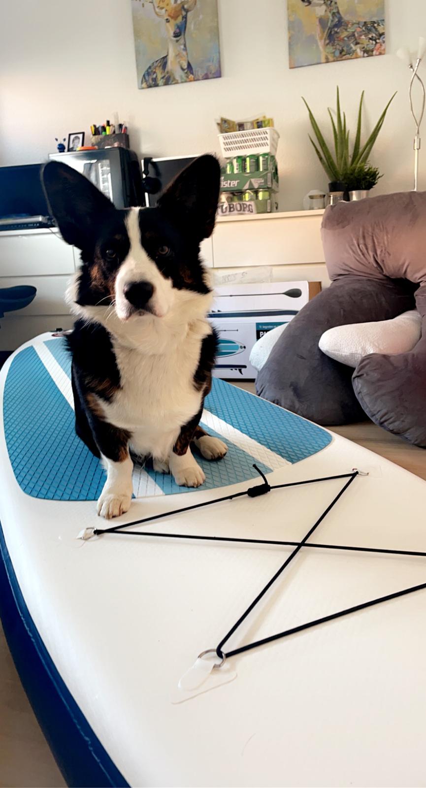 Welsh corgi cardigan Eddie billede 2