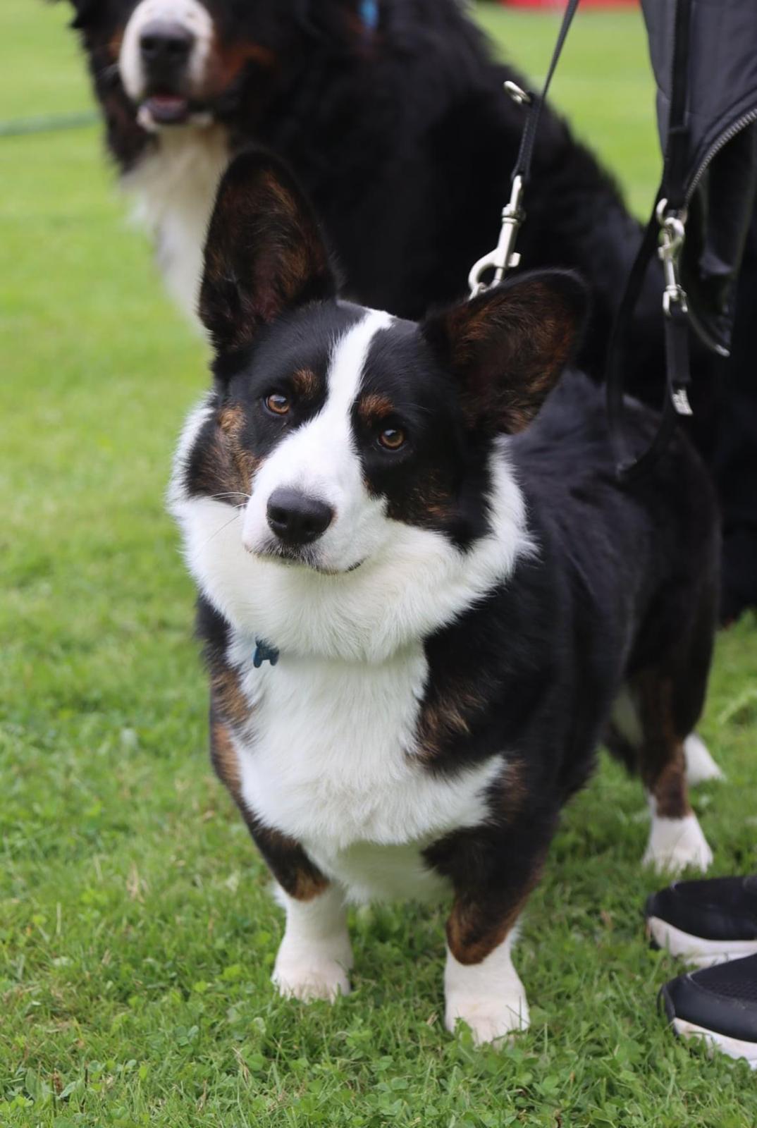 Welsh corgi cardigan Eddie billede 1