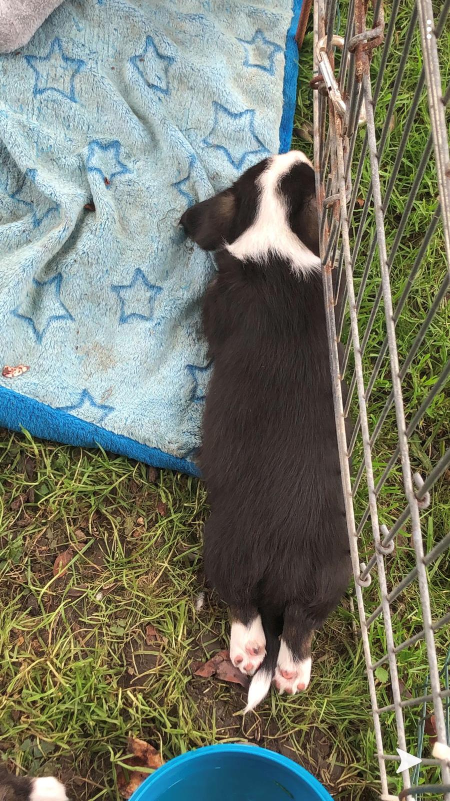 Welsh corgi cardigan Eddie billede 6