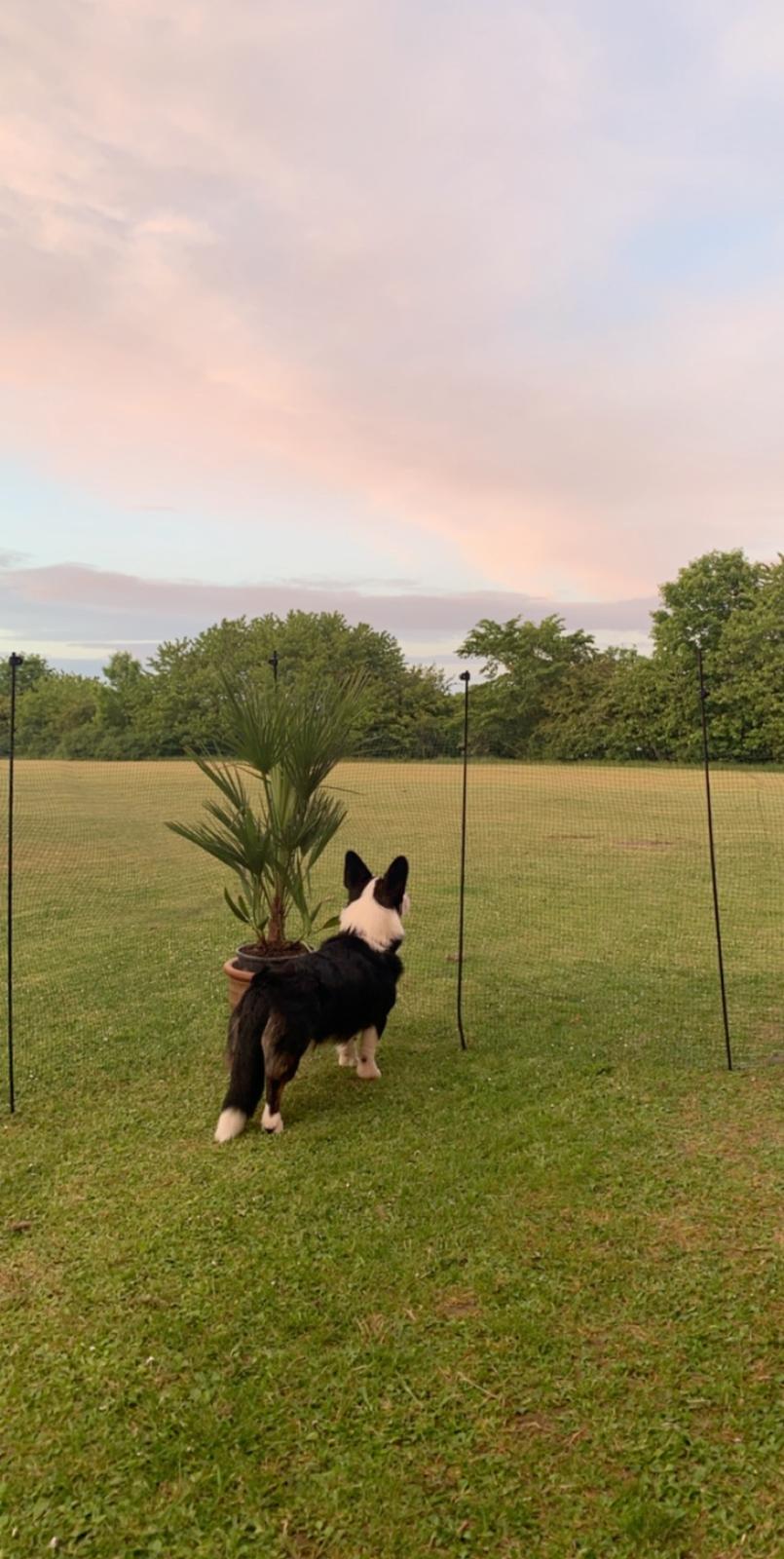 Welsh corgi cardigan Eddie billede 9