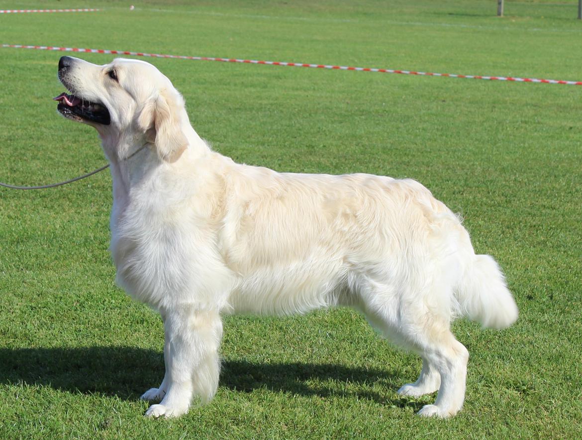 Golden retriever DKCH(U) DKJUCH Manhattan V.D. Corner Brook - DKJUCH Manhattan v.d. Corner Brook 33 mdr  billede 35