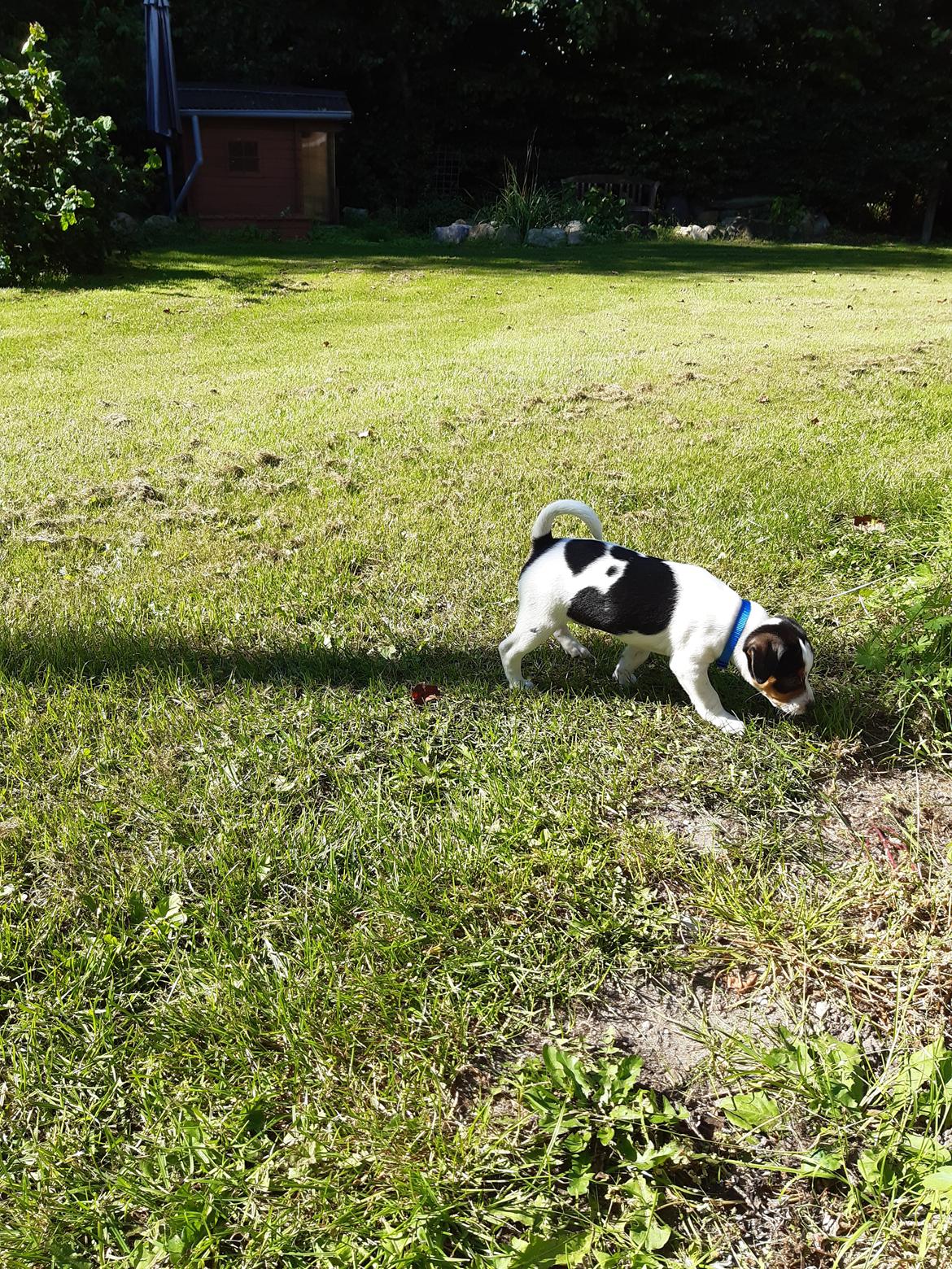 Dansk svensk gaardhund Sofus billede 4