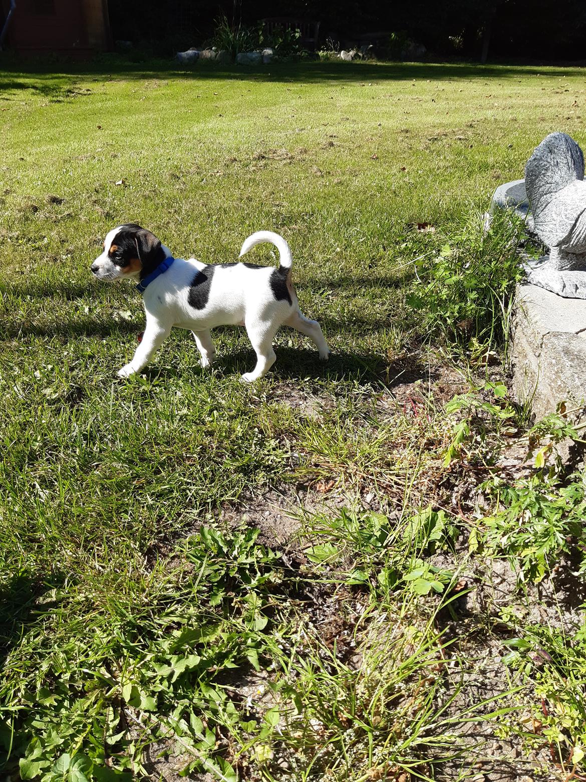 Dansk svensk gaardhund Sofus billede 5