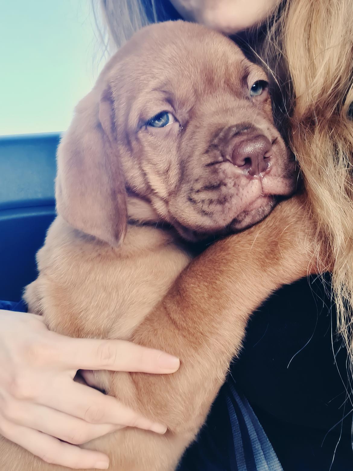 Blanding af racer Dante billede 2