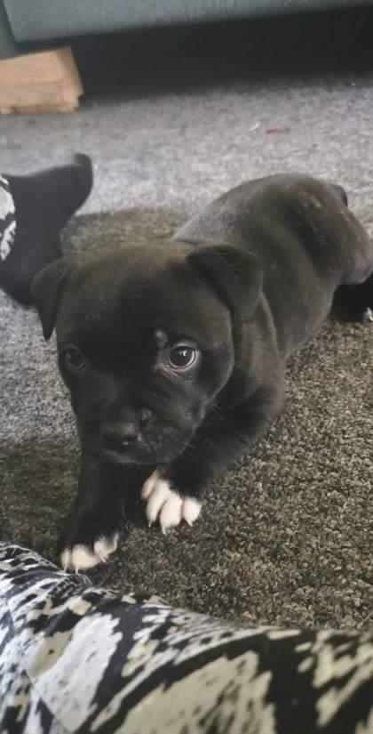 Staffordshire bull terrier Emma billede 4