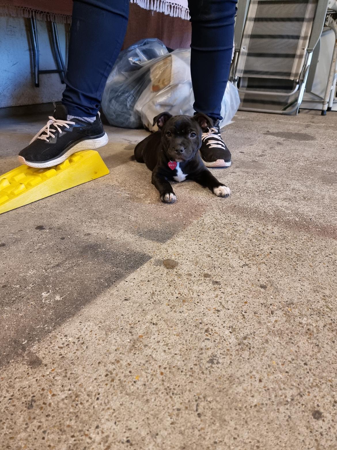 Staffordshire bull terrier Emma billede 2