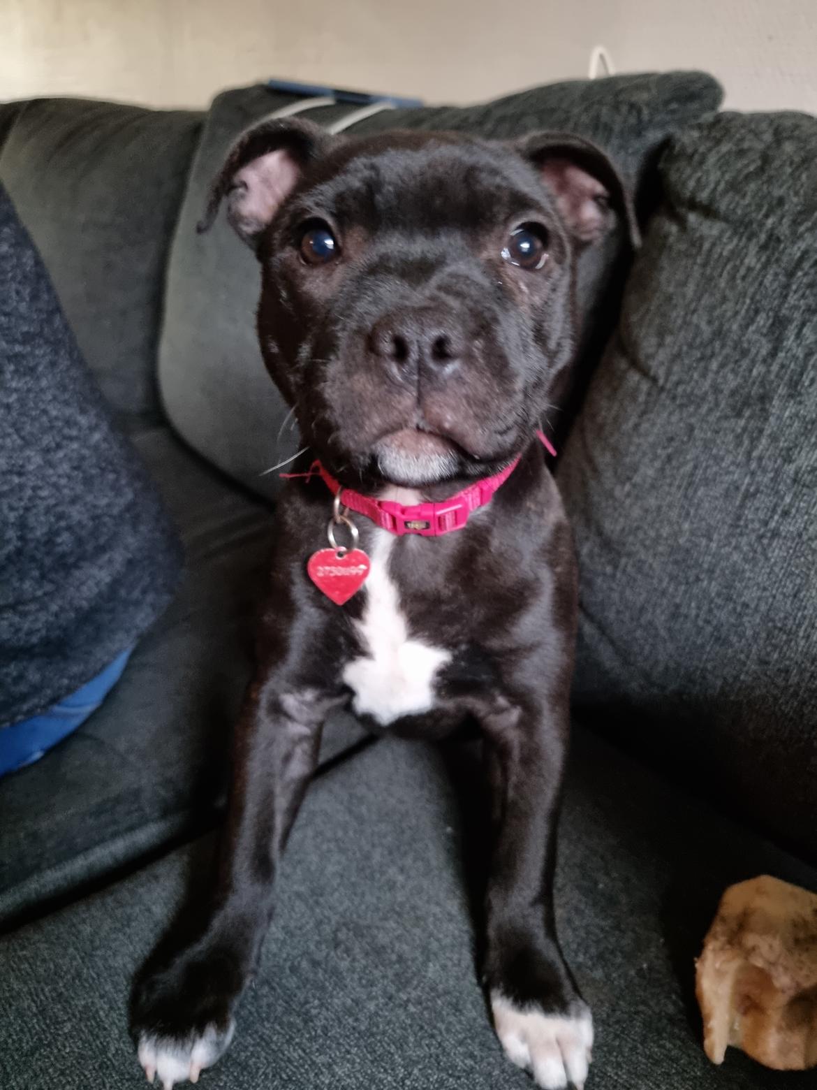 Staffordshire bull terrier Emma billede 3