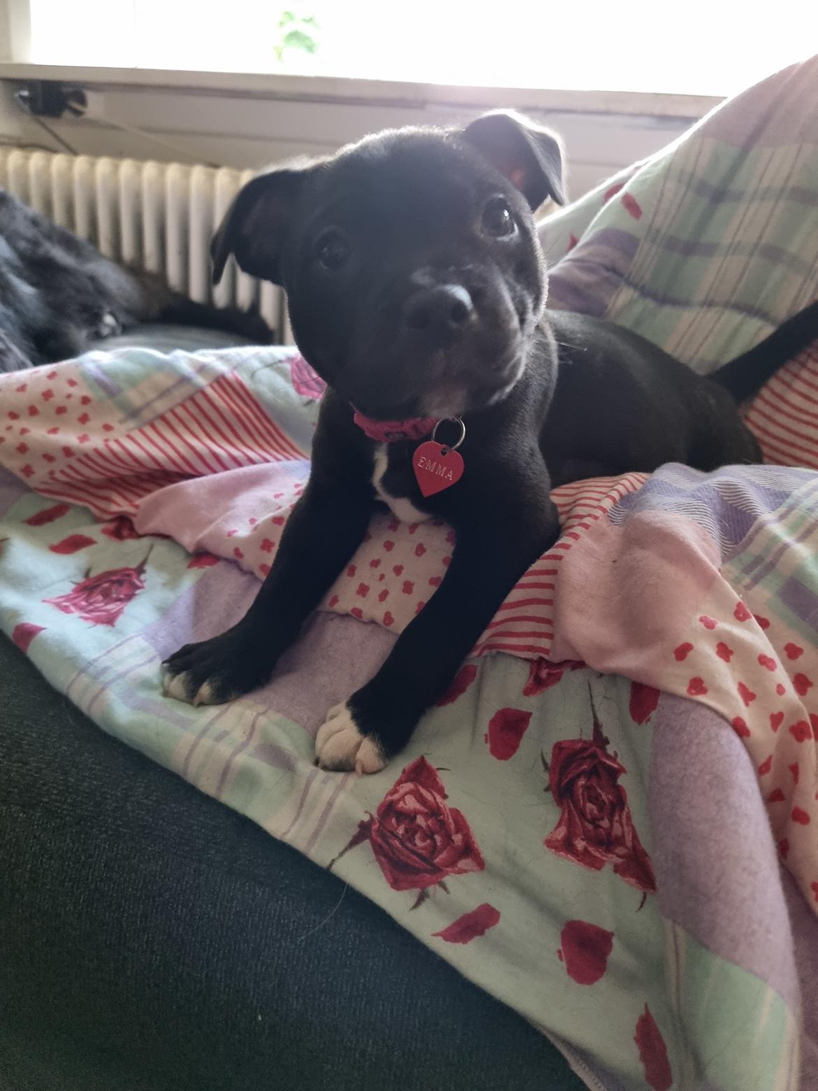 Staffordshire bull terrier Emma billede 6