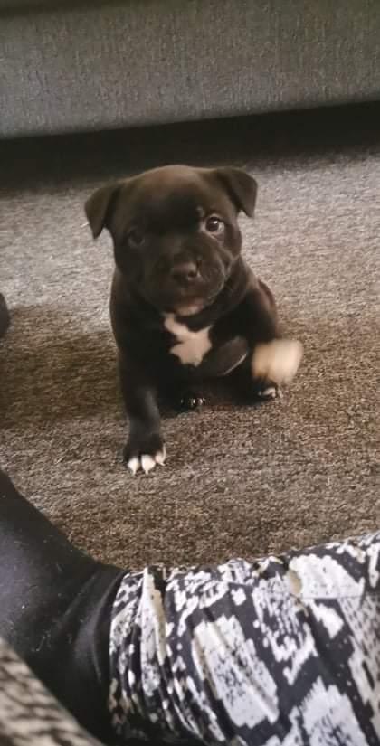 Staffordshire bull terrier Emma billede 7