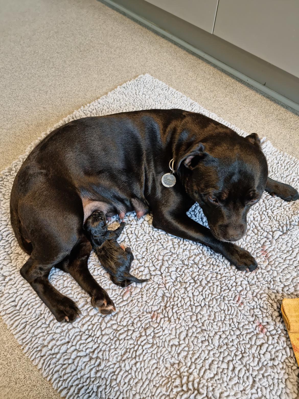 Staffordshire bull terrier Emma billede 12