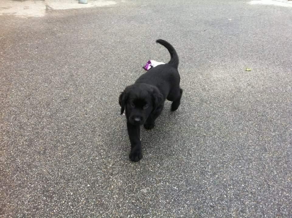 Labrador retriever Blacie  billede 5