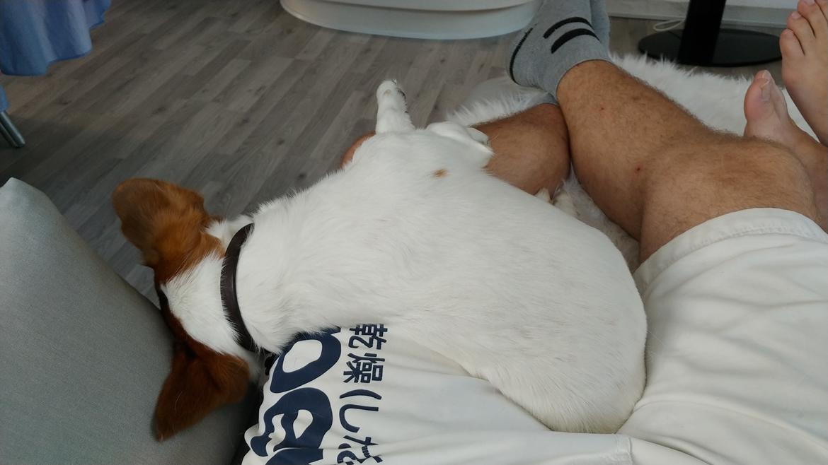 Blanding af racer Han hedder Felix  billede 6