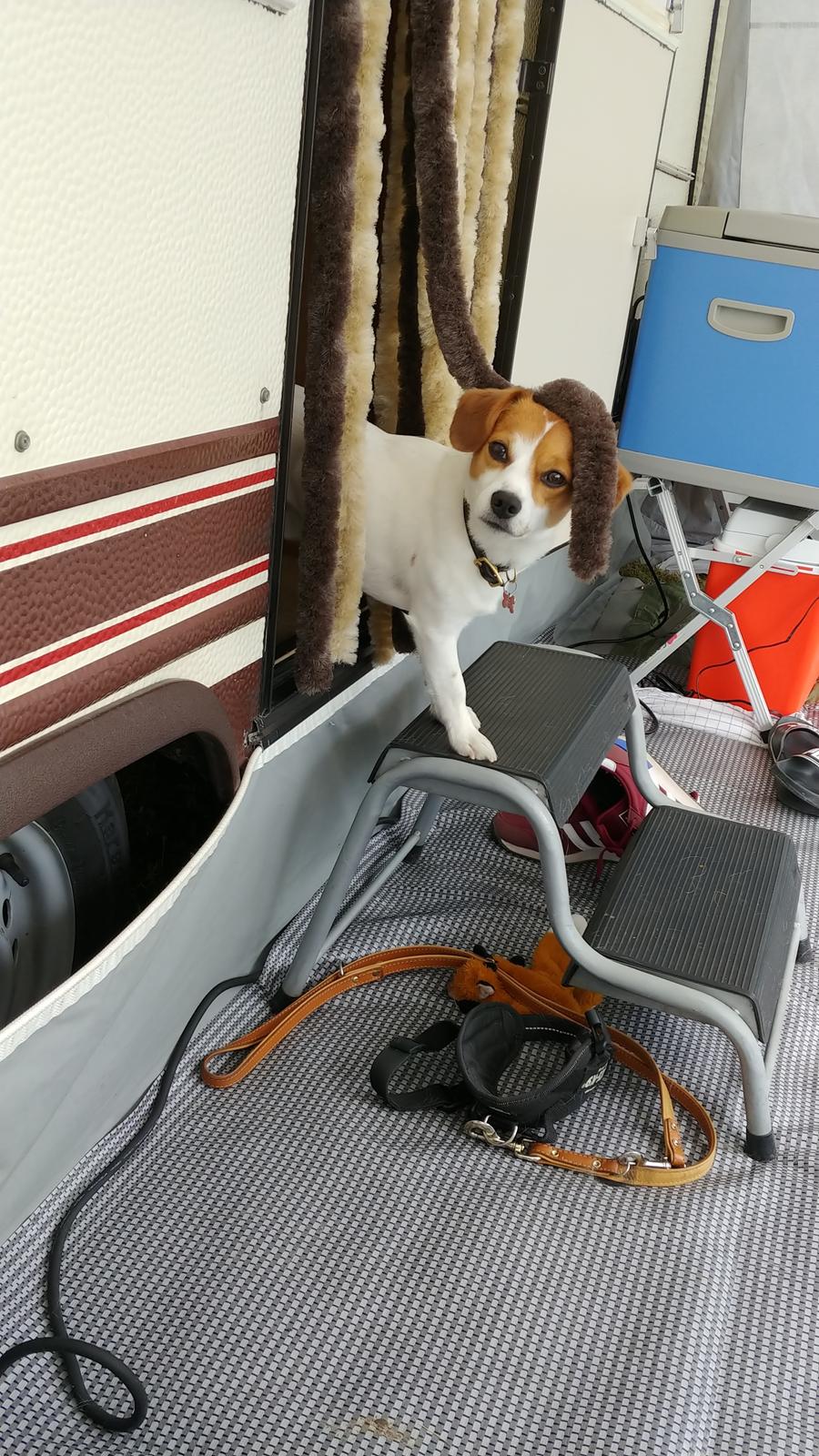 Blanding af racer Han hedder Felix  billede 10