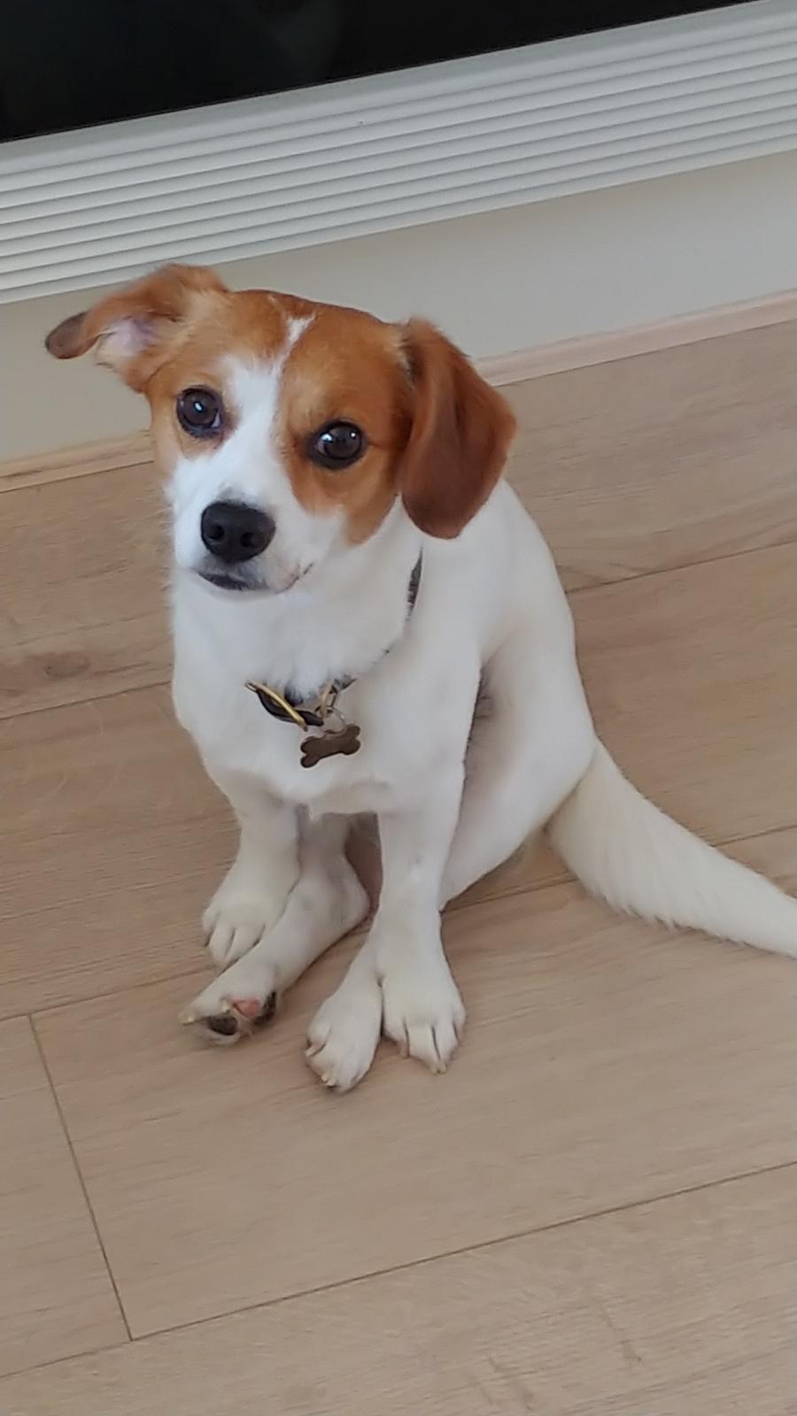 Blanding af racer Han hedder Felix  billede 17