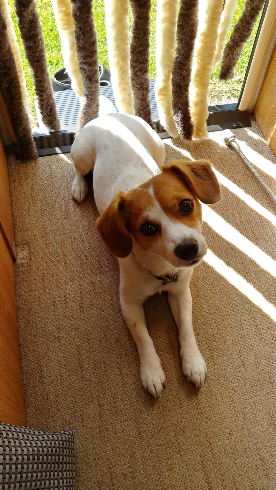 Blanding af racer Han hedder Felix  billede 11