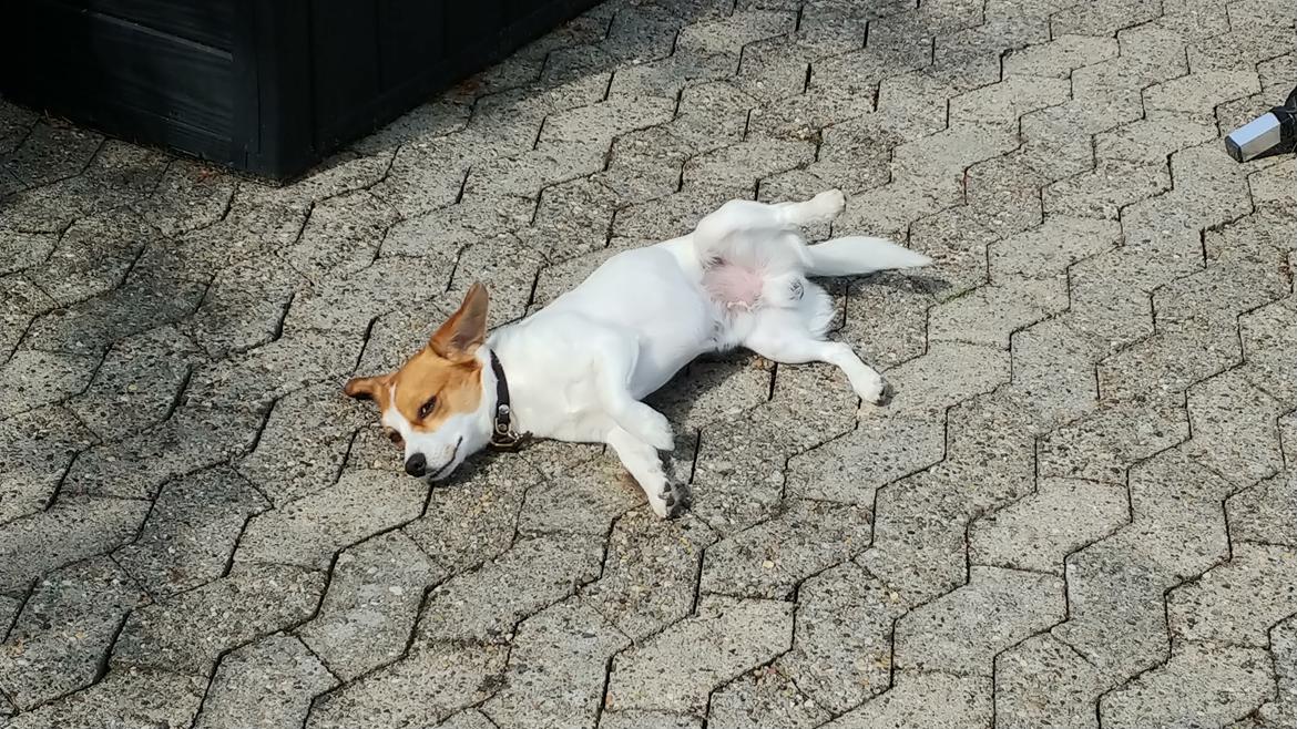 Blanding af racer Han hedder Felix  billede 15