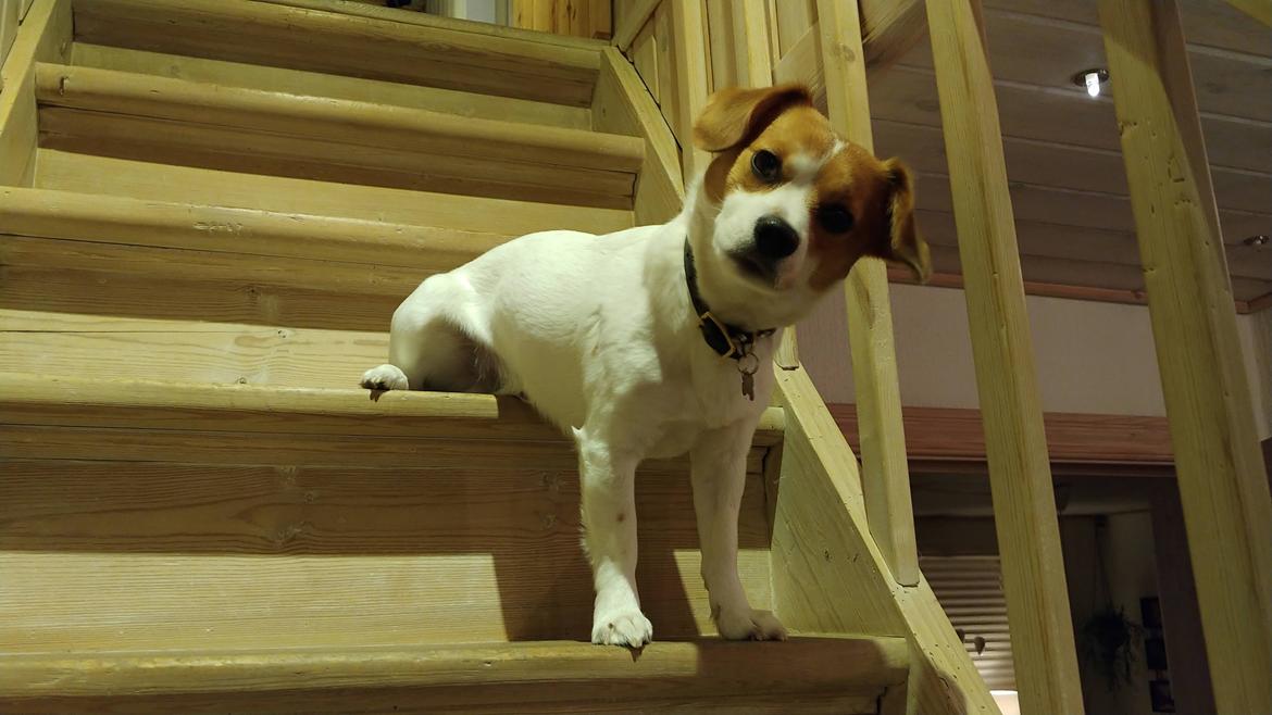 Blanding af racer Han hedder Felix  billede 20