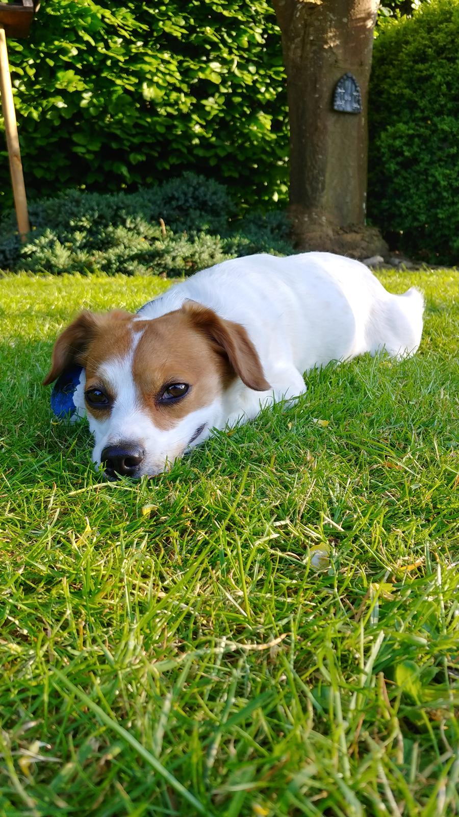 Blanding af racer Han hedder Felix  billede 13