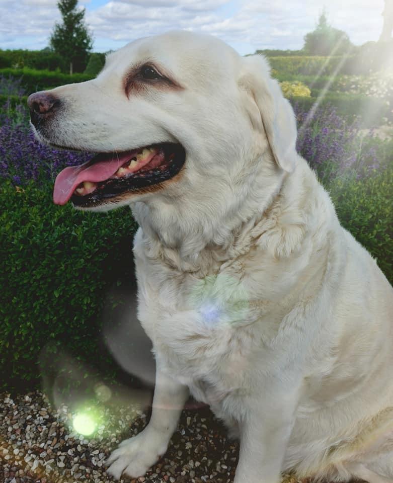 Blanding af racer †Puk† - 2021 billede 2