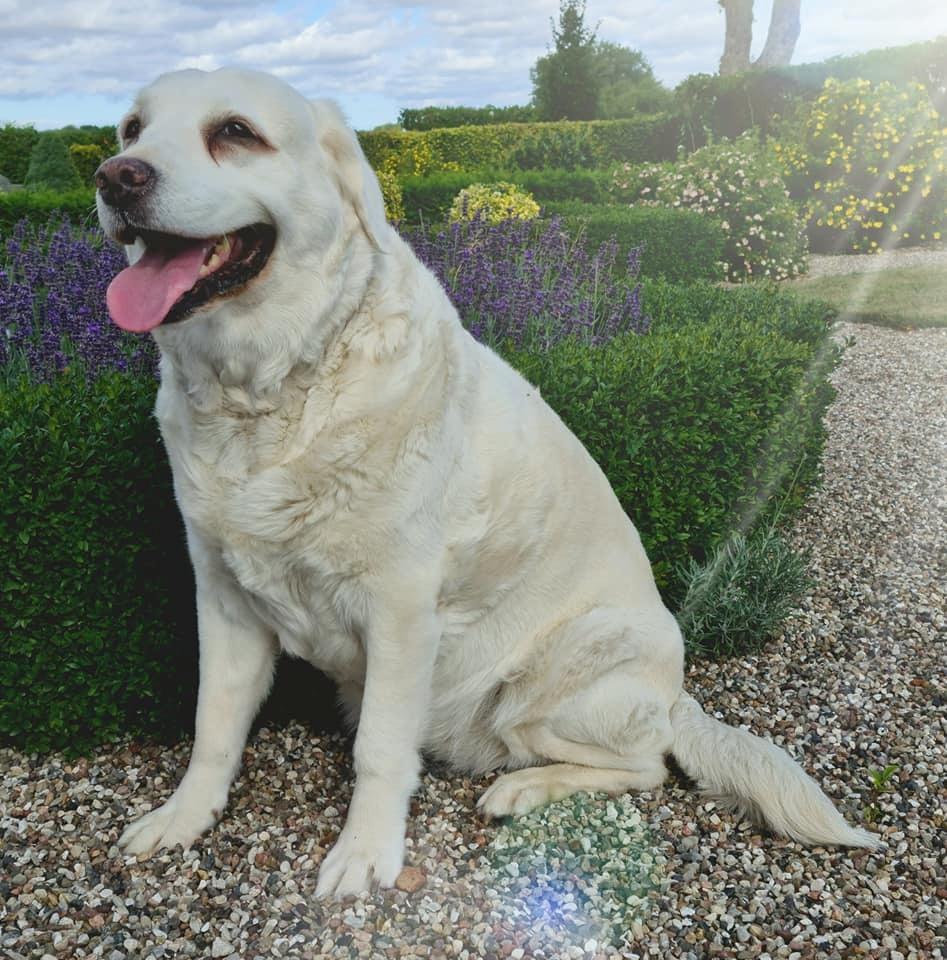 Blanding af racer †Puk† - 2021 billede 11