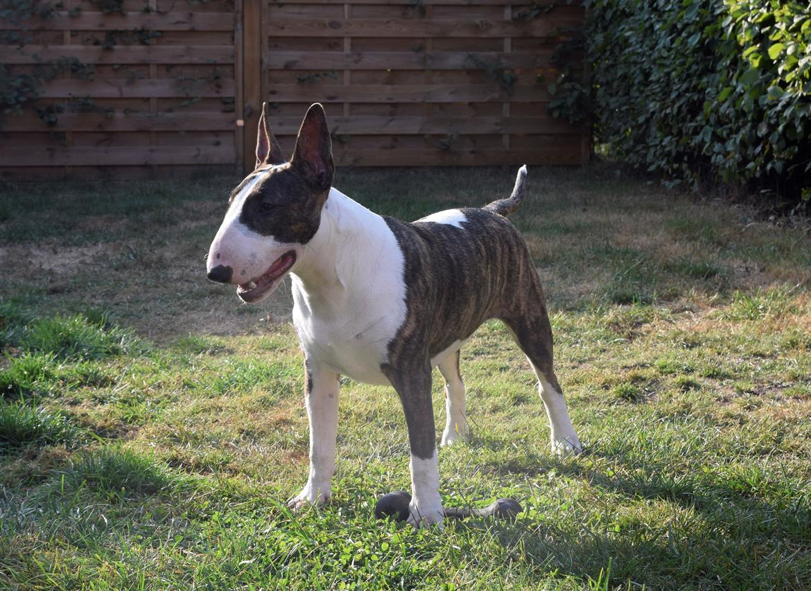 Bullterrier Else billede 4