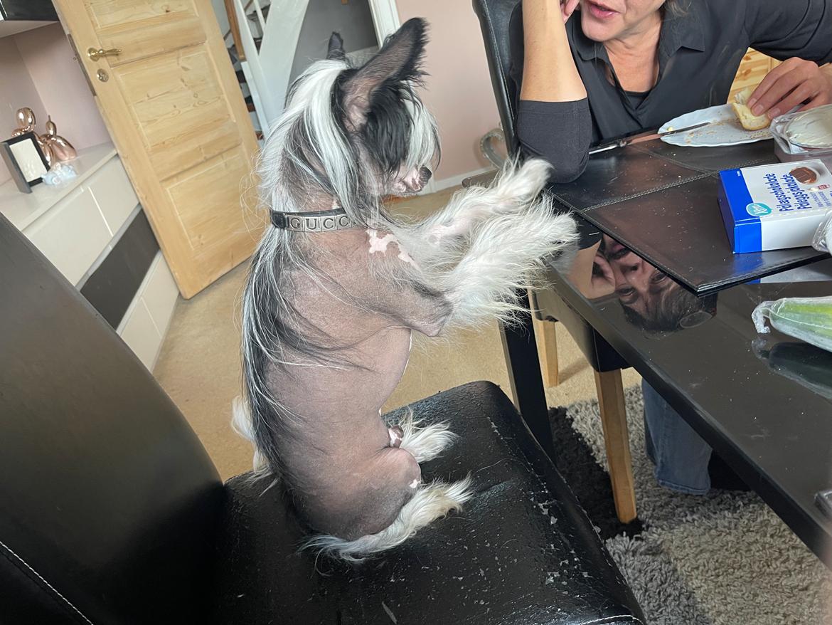 Chinese crested hårløs Sully billede 41