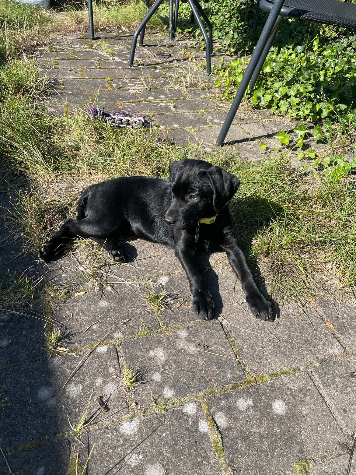 Blanding af racer Sallie billede 17