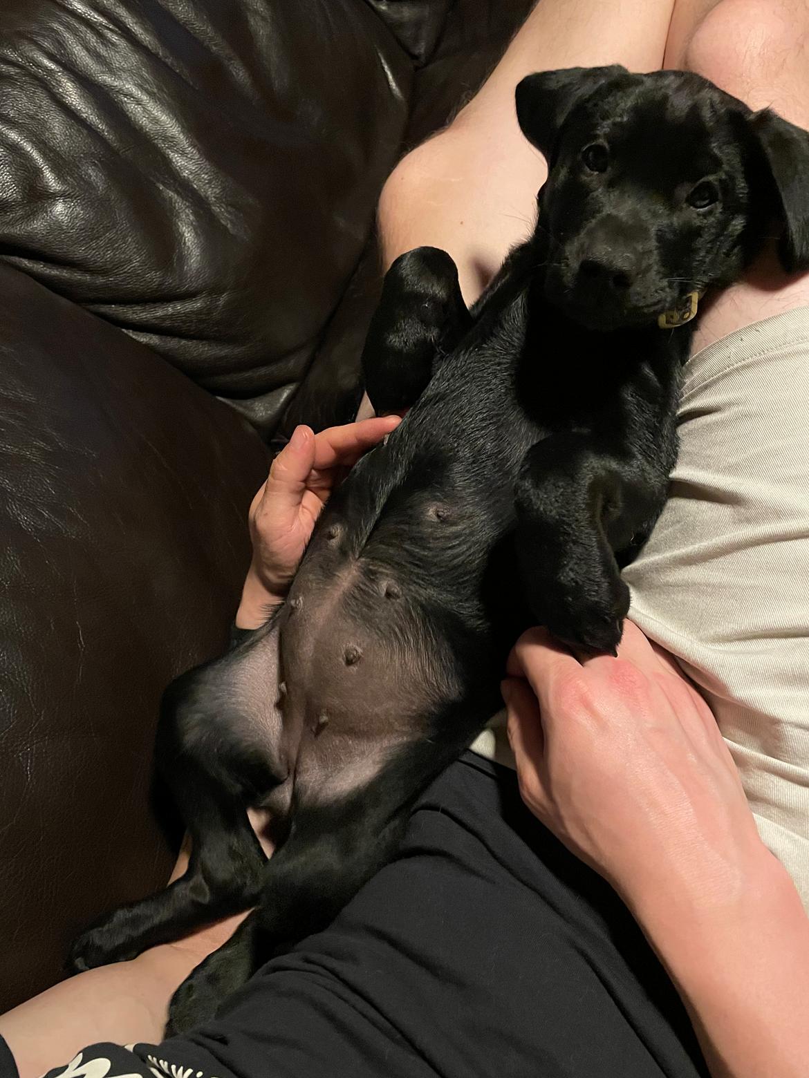 Blanding af racer Sallie billede 20